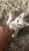 Gato raça  idade Abaixo de 2 meses nome Não tem