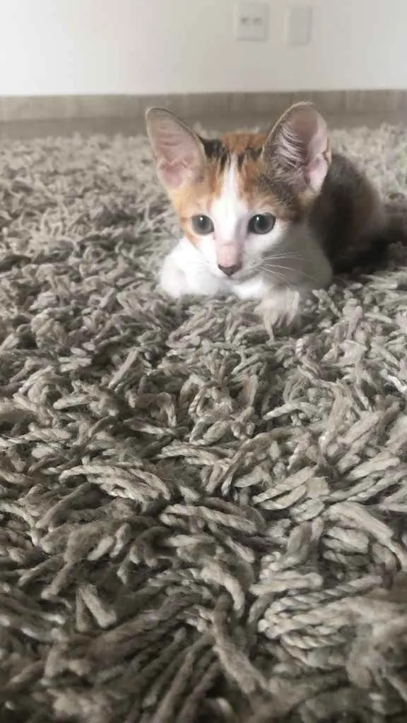 Gato ra a  idade Abaixo de 2 meses nome Não tem