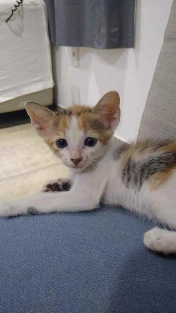Gato ra a  idade Abaixo de 2 meses nome Não tem