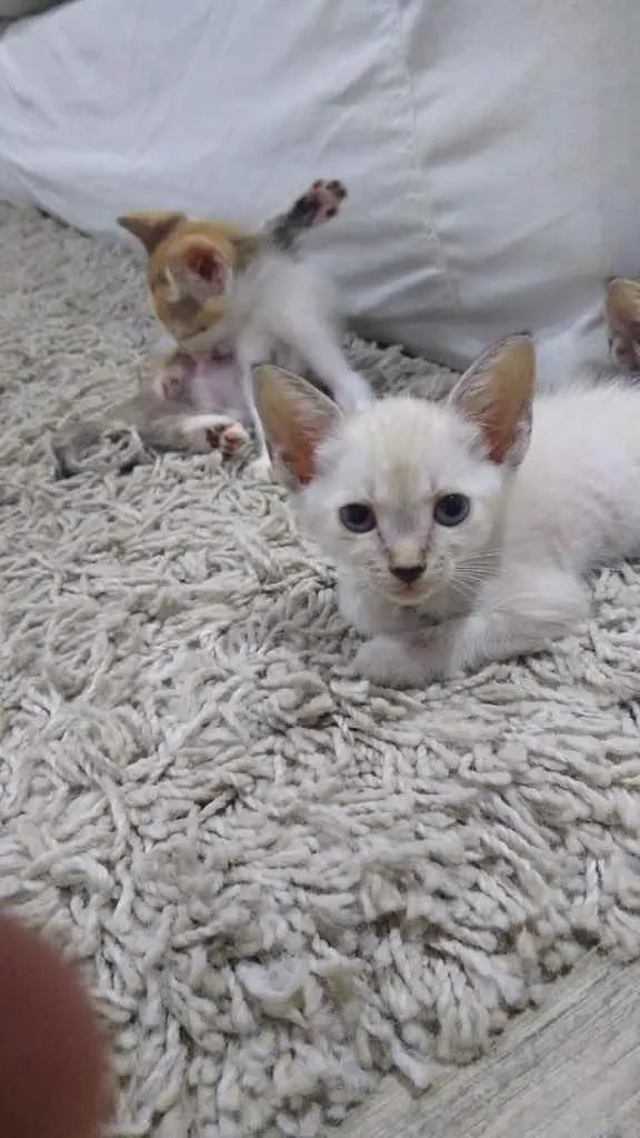 Gato ra a  idade Abaixo de 2 meses nome Não tem