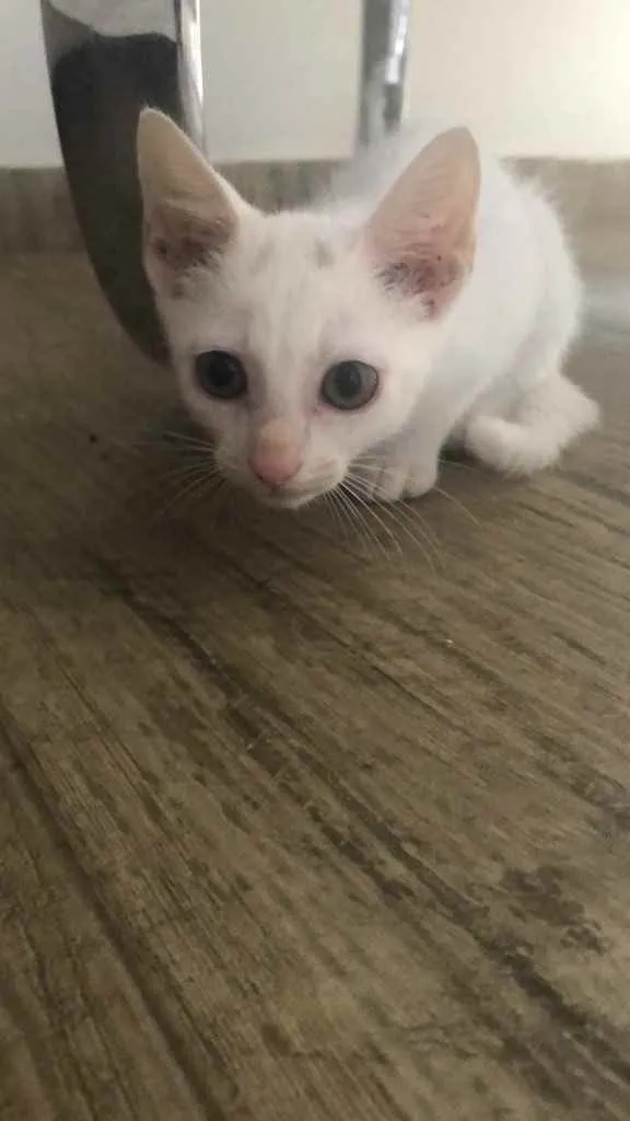 Gato ra a  idade Abaixo de 2 meses nome Não tem