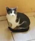 Gato raça Srd idade 1 ano nome Fred um fofinho 