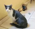 Gato raça Srd idade 1 ano nome Fred um fofinho 