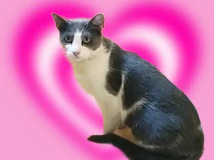 Gato raça Srd idade 1 ano nome Fred um fofinho 