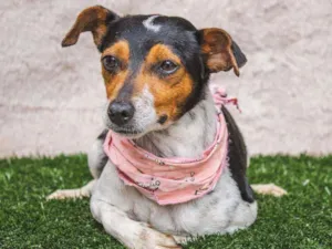 Cachorro raça SRD idade 2 anos nome Cris