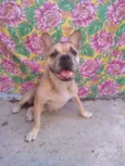 Marcelina