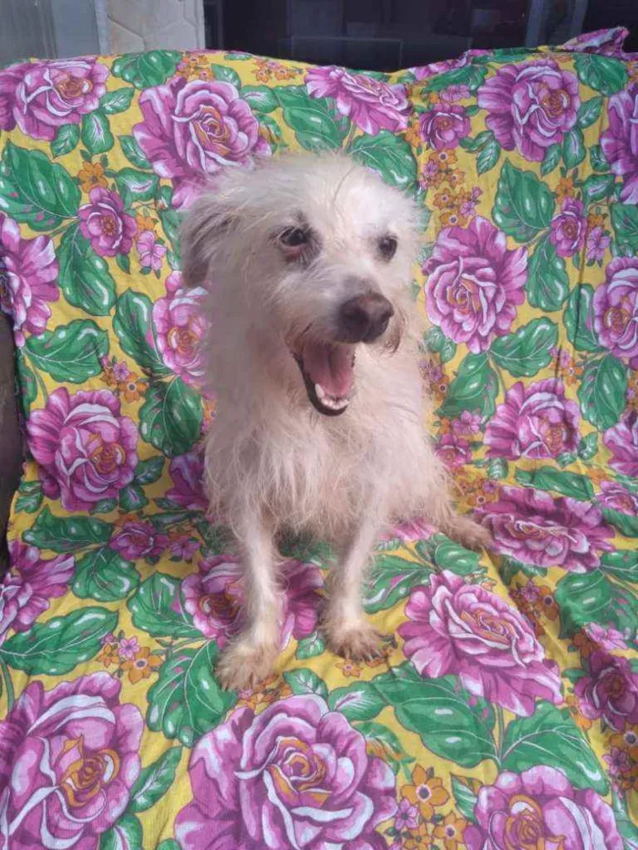 Cachorro ra a SRD idade 3 anos nome Agenor
