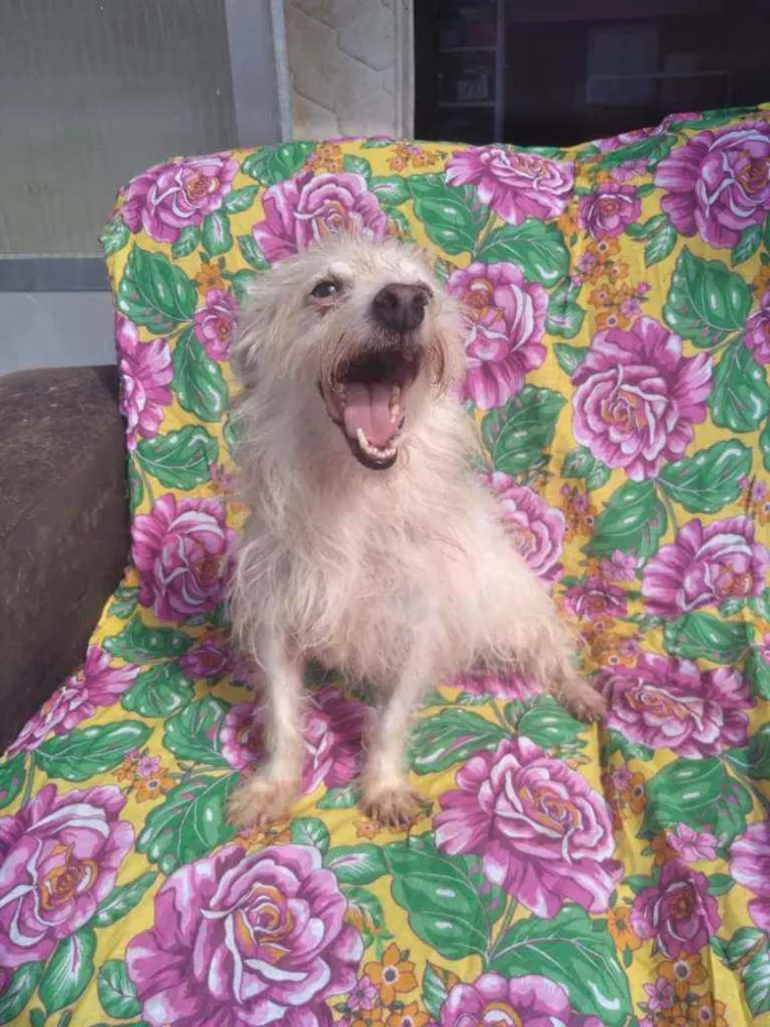 Cachorro ra a SRD idade 3 anos nome Agenor