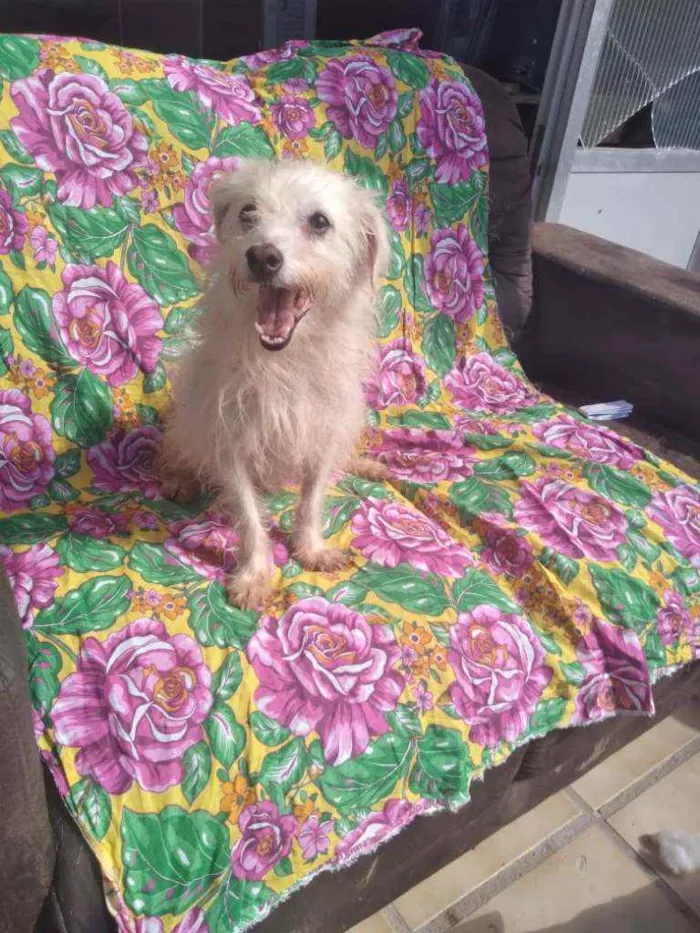 Cachorro ra a SRD idade 3 anos nome Agenor