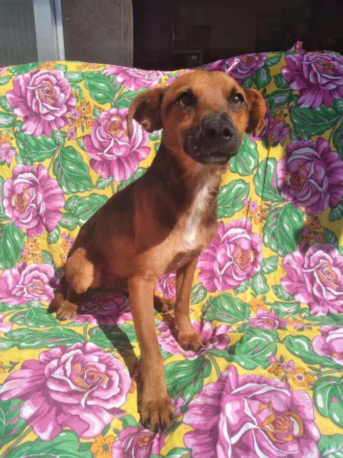 Cachorro ra a SRD idade 2 anos nome Pablo