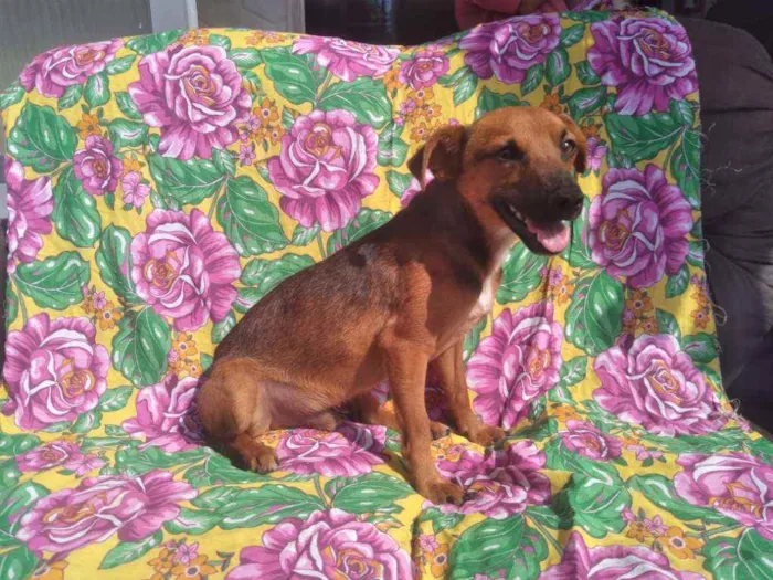 Cachorro ra a SRD idade 2 anos nome Pablo