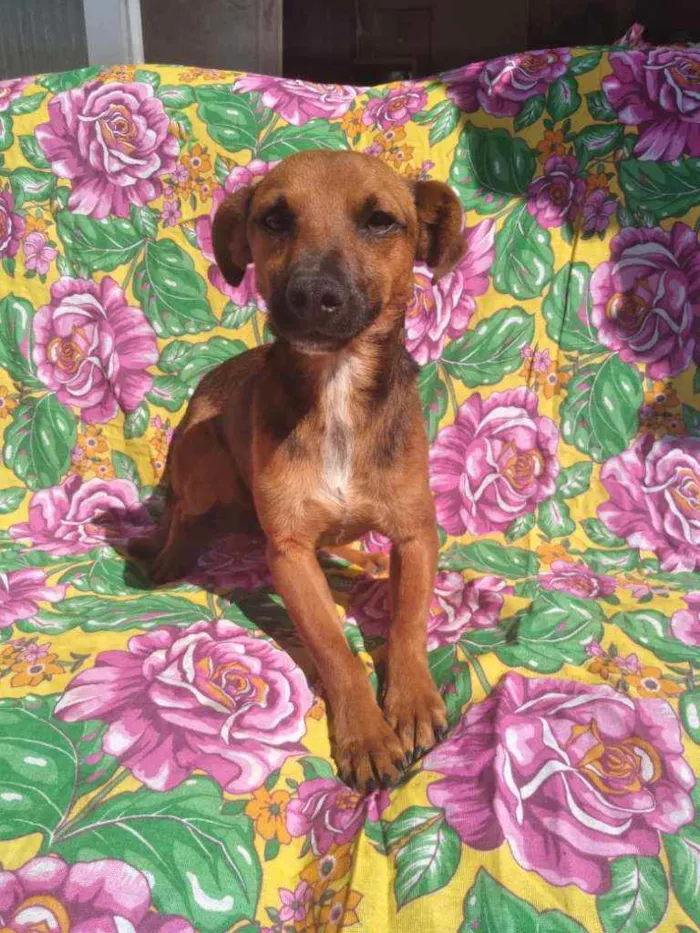 Cachorro ra a SRD idade 2 anos nome Pablo