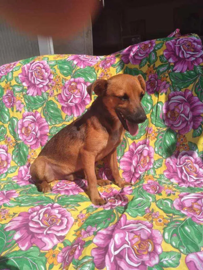 Cachorro ra a SRD idade 2 anos nome Pablo