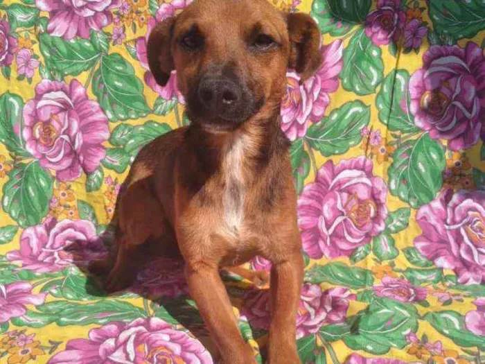 Cachorro ra a SRD idade 2 anos nome Pablo