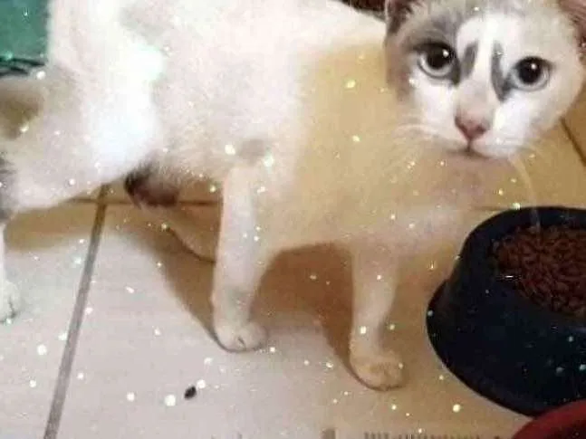 Gato raça Srd  idade 1 ano nome Gigi Linda 