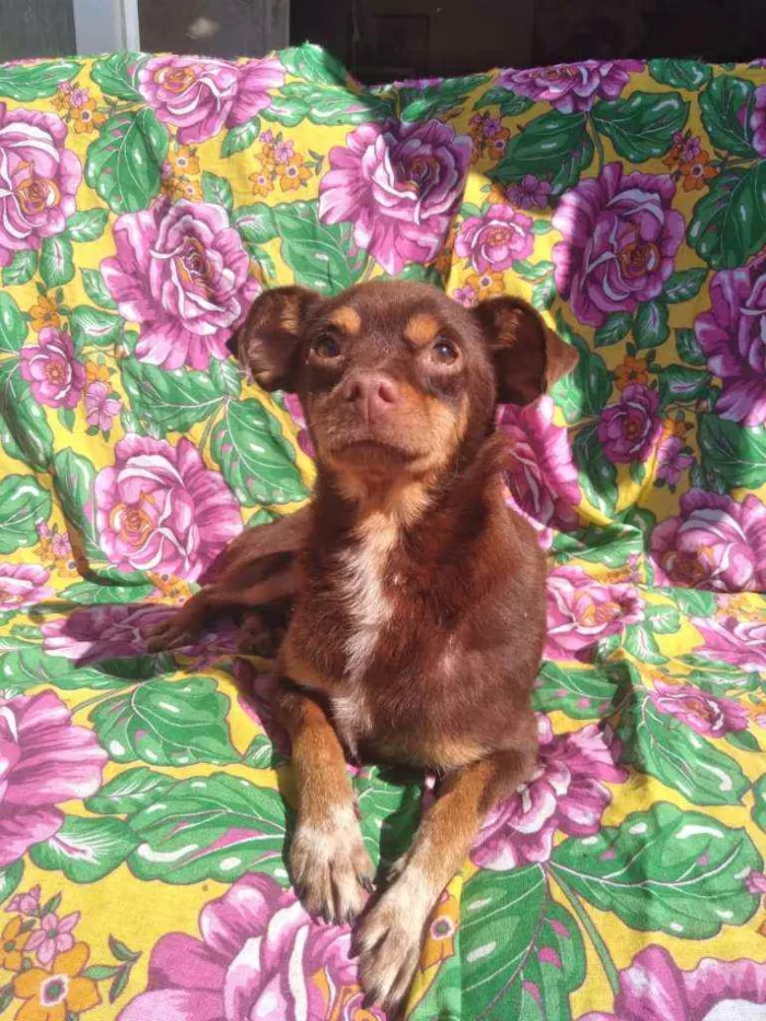 Cachorro ra a SRD idade 2 anos nome Kako