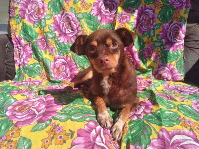 Cachorro ra a SRD idade 2 anos nome Kako