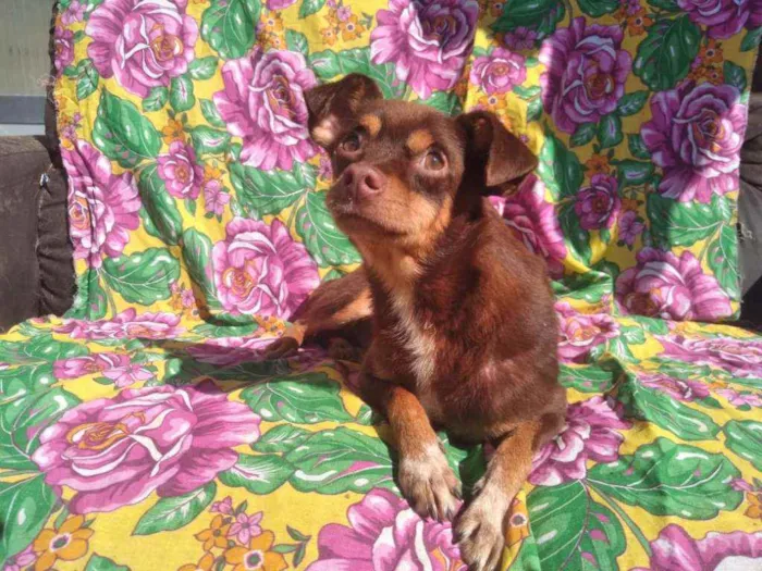 Cachorro ra a SRD idade 2 anos nome Kako
