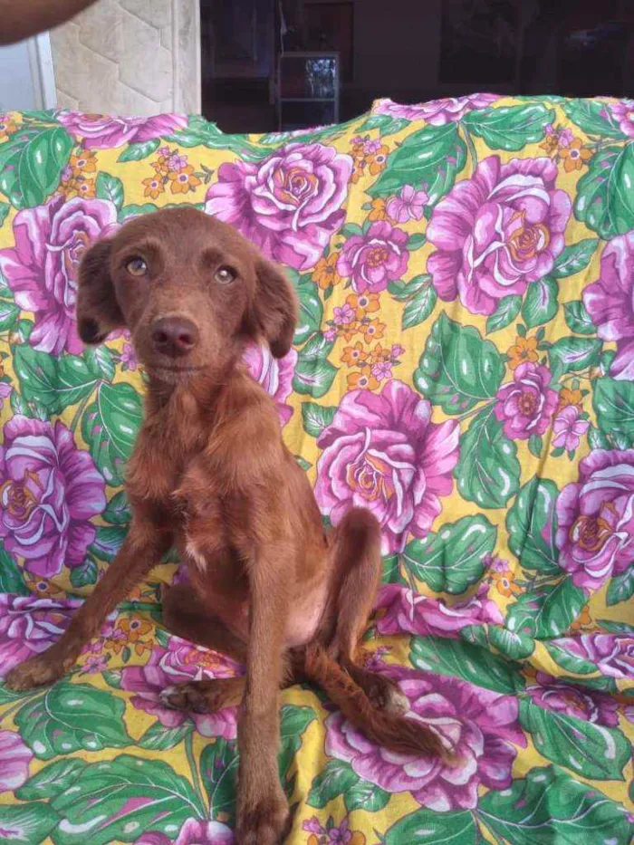 Cachorro ra a SRD idade 7 a 11 meses nome Foxy