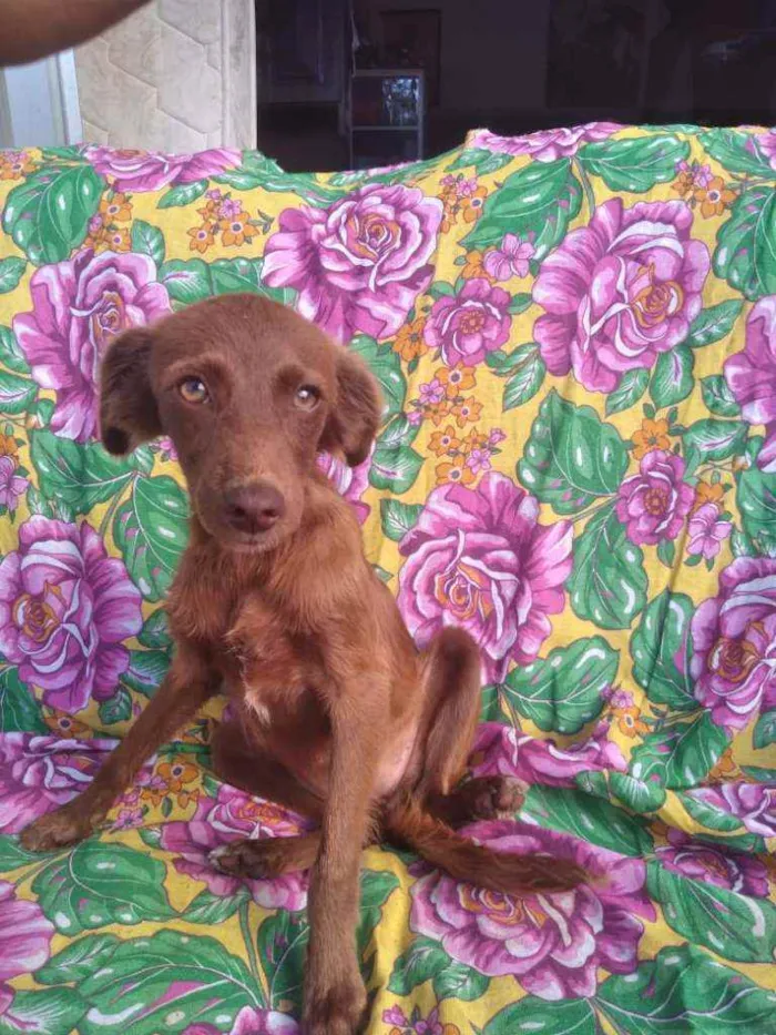 Cachorro ra a SRD idade 7 a 11 meses nome Foxy
