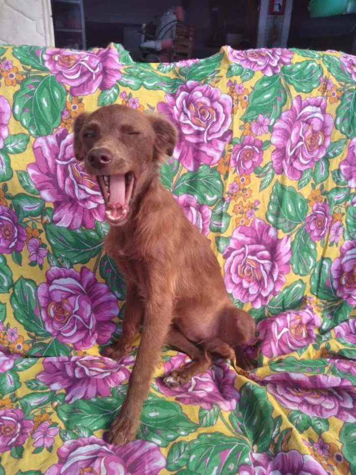 Cachorro ra a SRD idade 7 a 11 meses nome Foxy