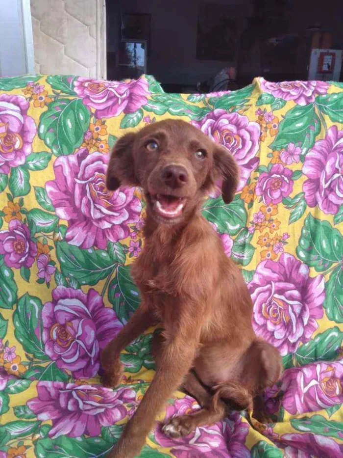 Cachorro ra a SRD idade 7 a 11 meses nome Foxy