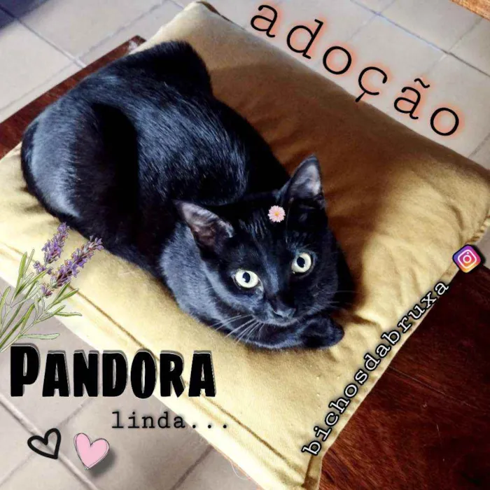 Gato ra a Srd idade 2 a 6 meses nome Pandora