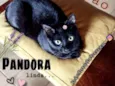 Pandora