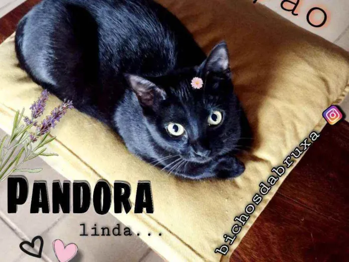 Gato ra a Srd idade 2 a 6 meses nome Pandora