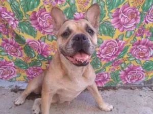 Cachorro raça SRD  idade 2 anos nome Marcelina