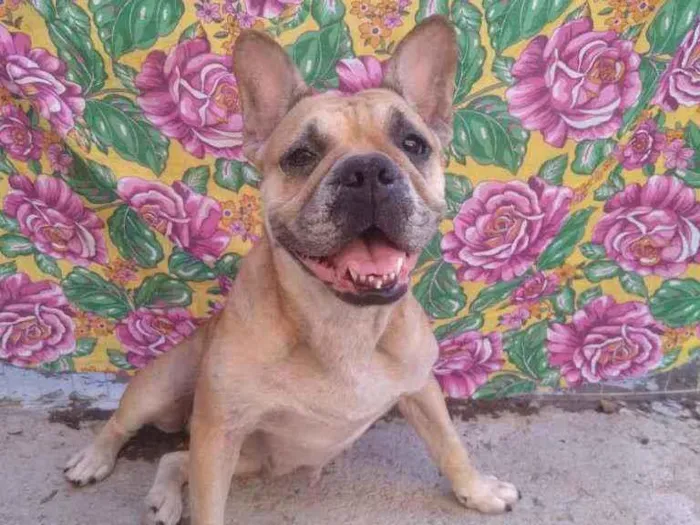 Cachorro ra a SRD  idade 2 anos nome Marcelina