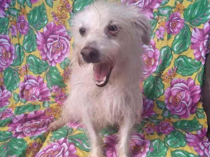 Cachorro ra a SRD idade 3 anos nome Agenor