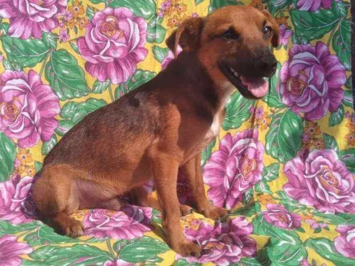 Cachorro ra a SRD idade 2 anos nome Pablo