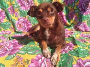 Cachorro raça SRD idade 2 anos nome Kako