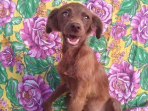 Cachorro raça SRD idade 7 a 11 meses nome Foxy