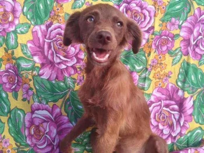 Cachorro ra a SRD idade 7 a 11 meses nome Foxy