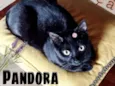 Pandora