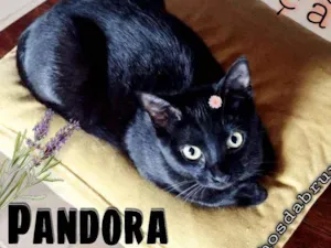 Gato raça Srd idade 2 a 6 meses nome Pandora