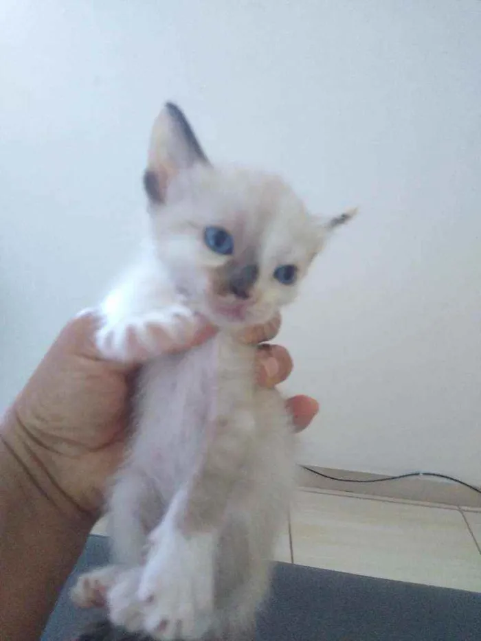 Gato ra a  idade Abaixo de 2 meses nome Tikita