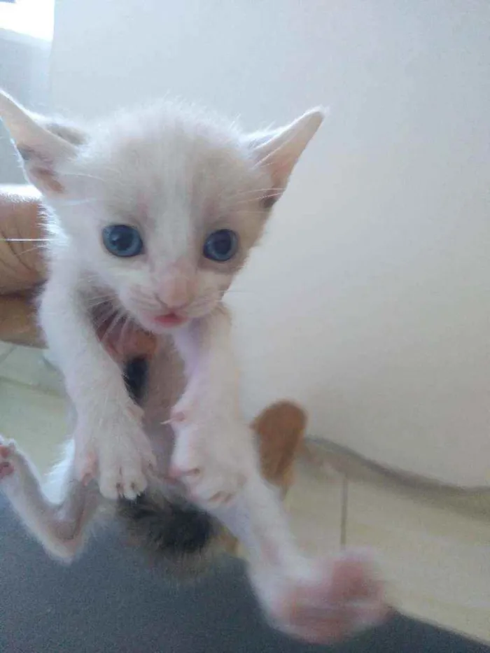 Gato ra a  idade Abaixo de 2 meses nome Tikita