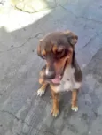 Cachorro raça Srd  idade 7 a 11 meses nome Carly bb9meses Linda