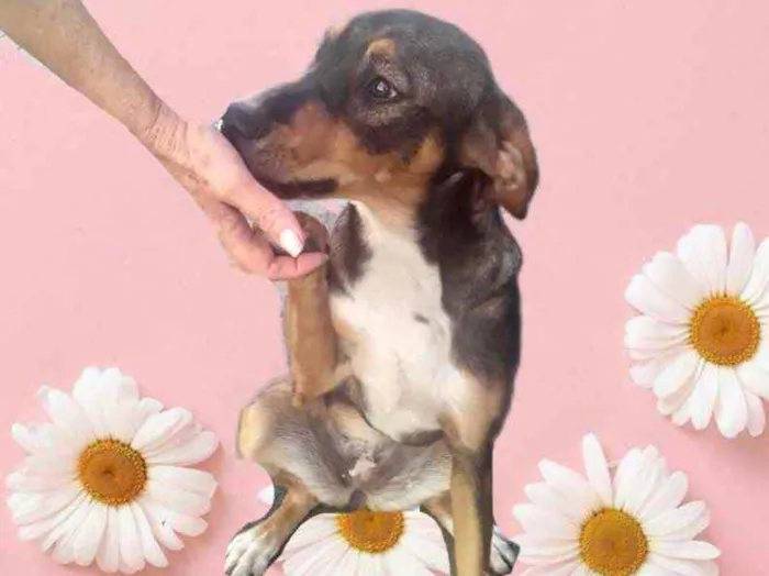 Cachorro raça Srd  idade 7 a 11 meses nome Carly bb9meses Linda