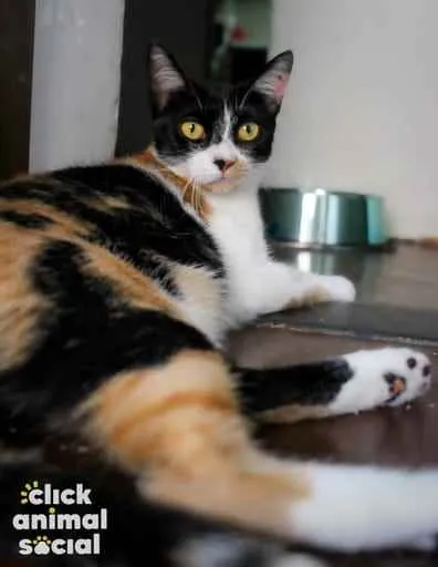 Gato ra a Srd idade  nome Melissa
