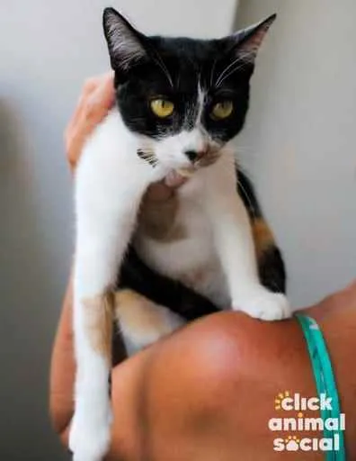 Gato ra a Srd idade  nome Melissa
