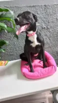 Cachorro raça Srd  idade 7 a 11 meses nome Alina 9 meses linda 