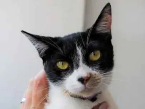 Gato raça Srd idade  nome Melissa