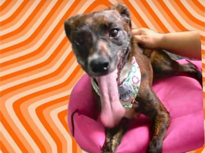 Cachorro raça Pinscher mix srd  idade 7 a 11 meses nome Molly bb8meses 