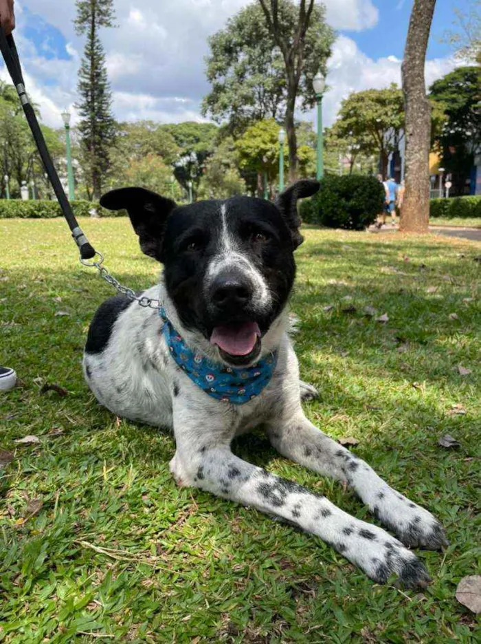 Cachorro ra a SRD idade 2 anos nome Flocos