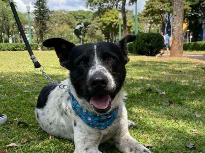 Cachorro ra a SRD idade 2 anos nome Flocos