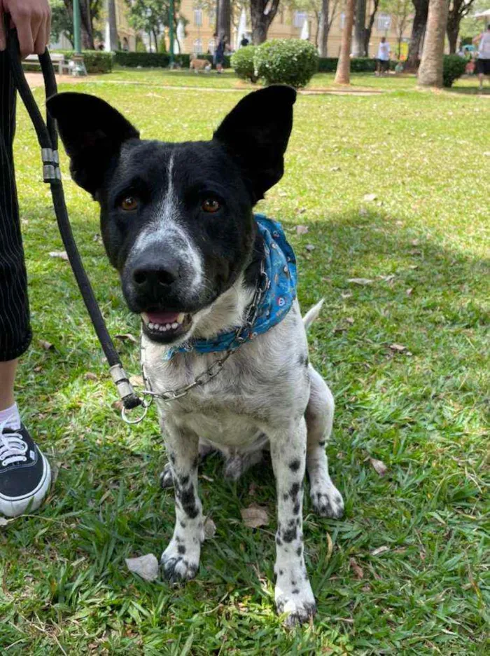 Cachorro ra a SRD idade 2 anos nome Flocos